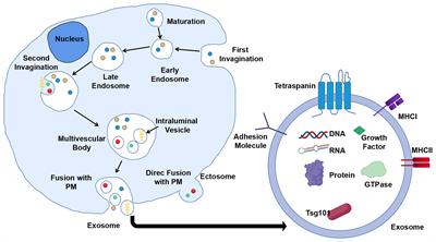 Potentiality of Exosomal Proteins as Novel Cancer Biomarkers for Liquid Biopsy